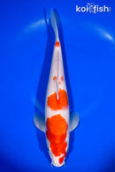 13.5" KOHAKU