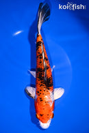 9.5" YAMATO NISHIKI