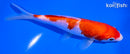 5.75" GINRIN KOHAKU
