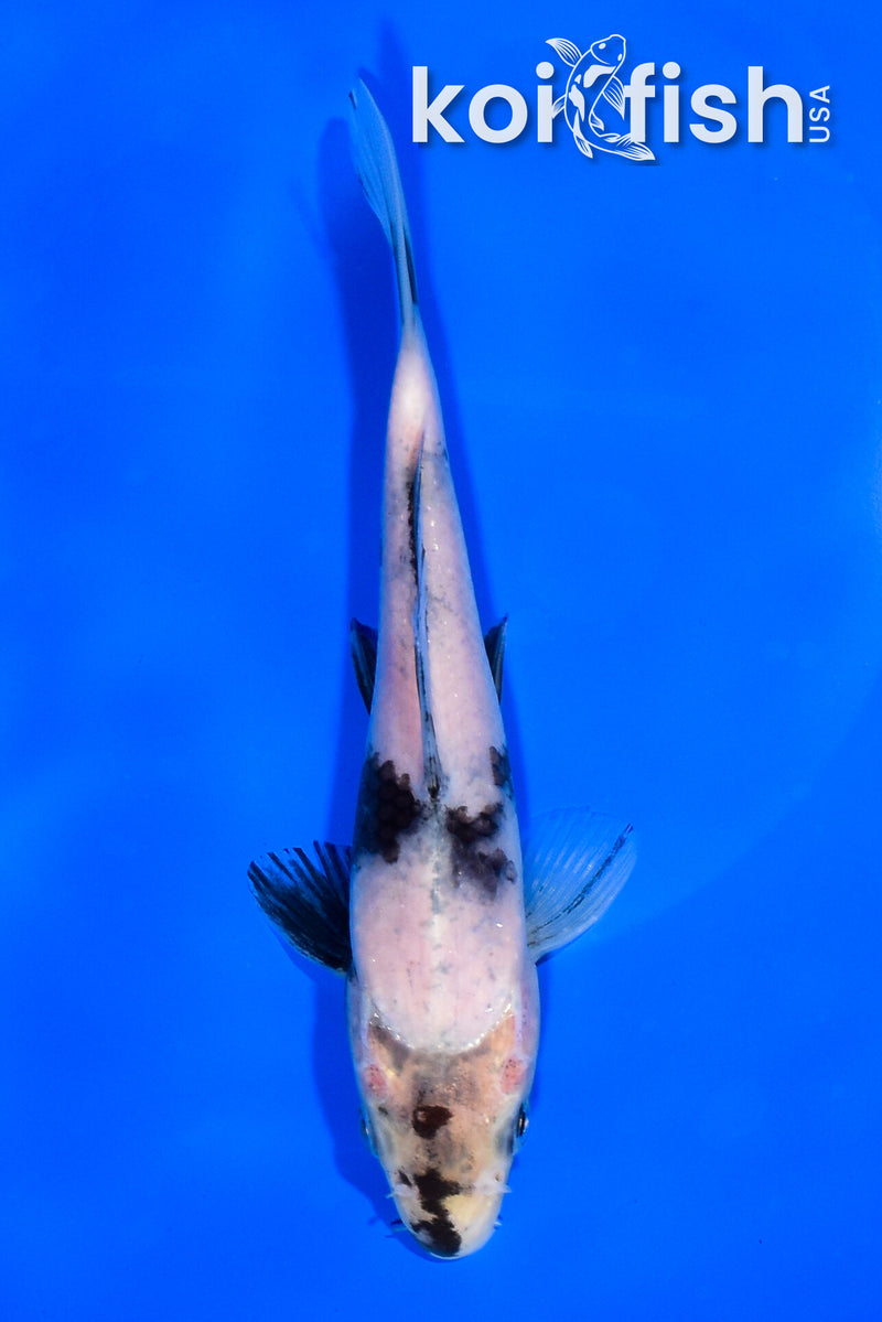 6.5" SHIRO UTSURI