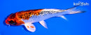 5.75" GINRIN KUJAKU