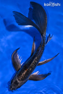 9.75" BENI GINGA BUTTERFLY