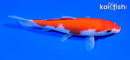 5.75" IPPON HI KOHAKU