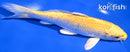 6.75" YAMABUKI OGON