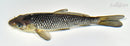 7" SORAGOI