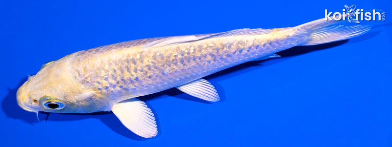 5" GINRIN YAMABUKI OGON