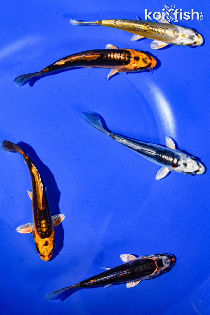 PACK OF (5) 3-4" STANDARD GHOST KOI