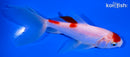 5.25" MARUTEN WATONAI GOLDFISH