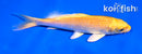 5" YAMABUKI OGON