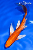 5" ORENJI OGON BUTTERFLY