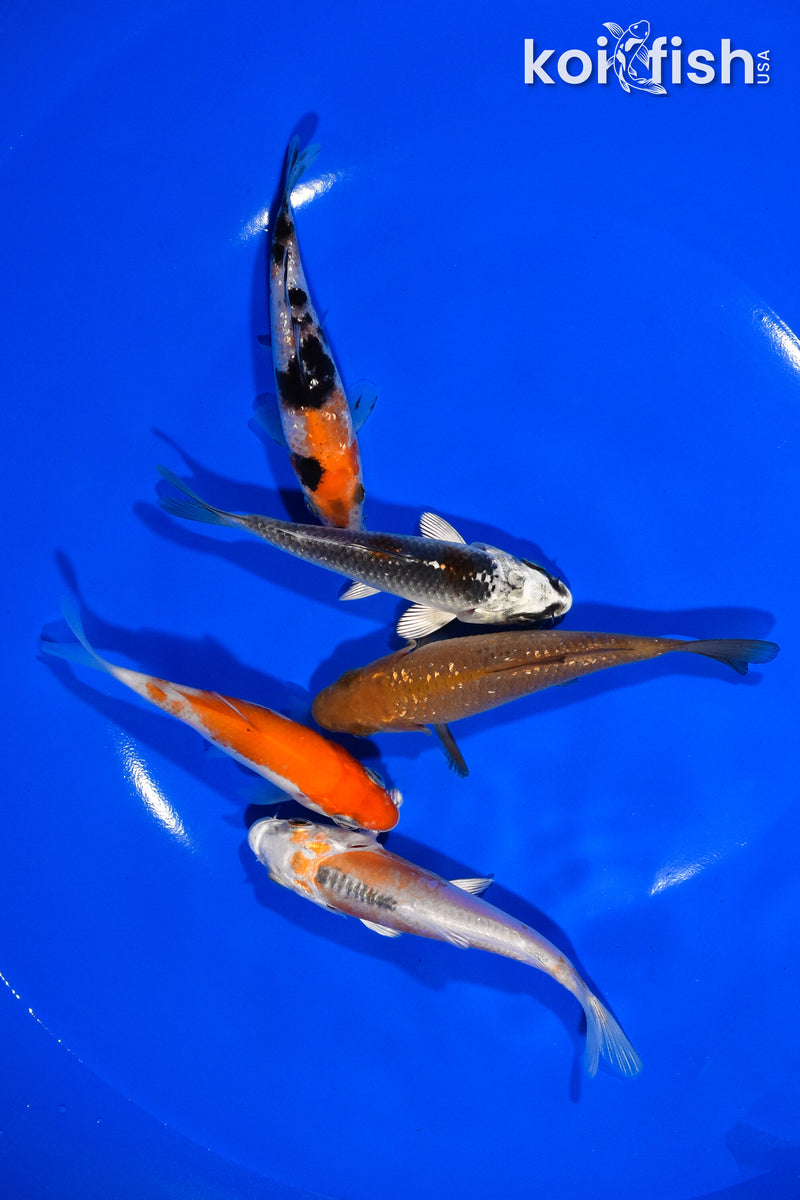 PACK OF (5) 3.5"- 4" STANDARD KOI