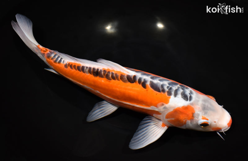 13" HI SHUSUI