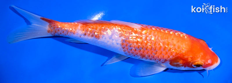 6.75" GINRIN KOHAKU