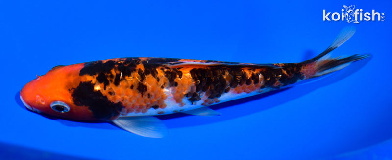 7.5" GINRIN AKA SANKE