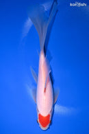 7.25" TANCHO SARASA COMET GOLDFISH