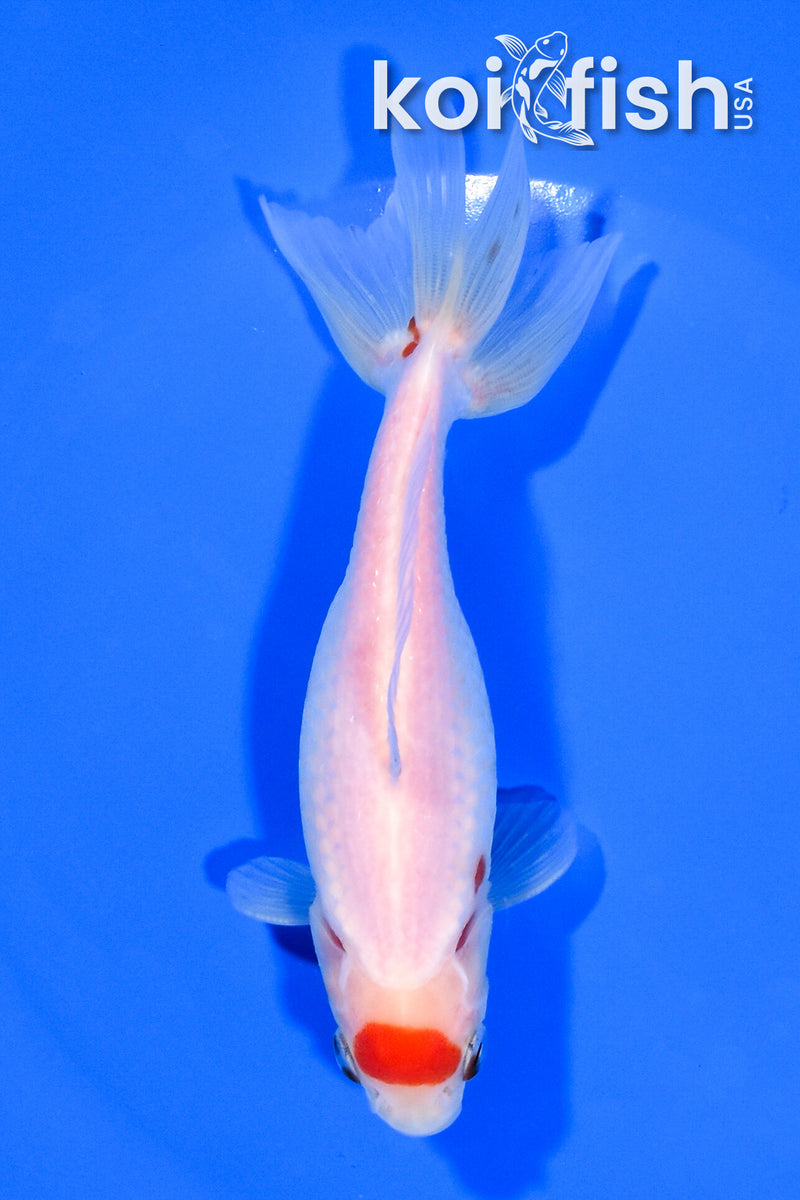 5.25" WAKIN GOLDFISH