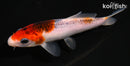5" GOROMO