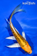 5.5" INRIN ARAGOKE BENI KIKOKURYU BUTTERFLY