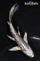 5.5" GINRIN ARAGOKE KIKOKURYU BUTTERFLY