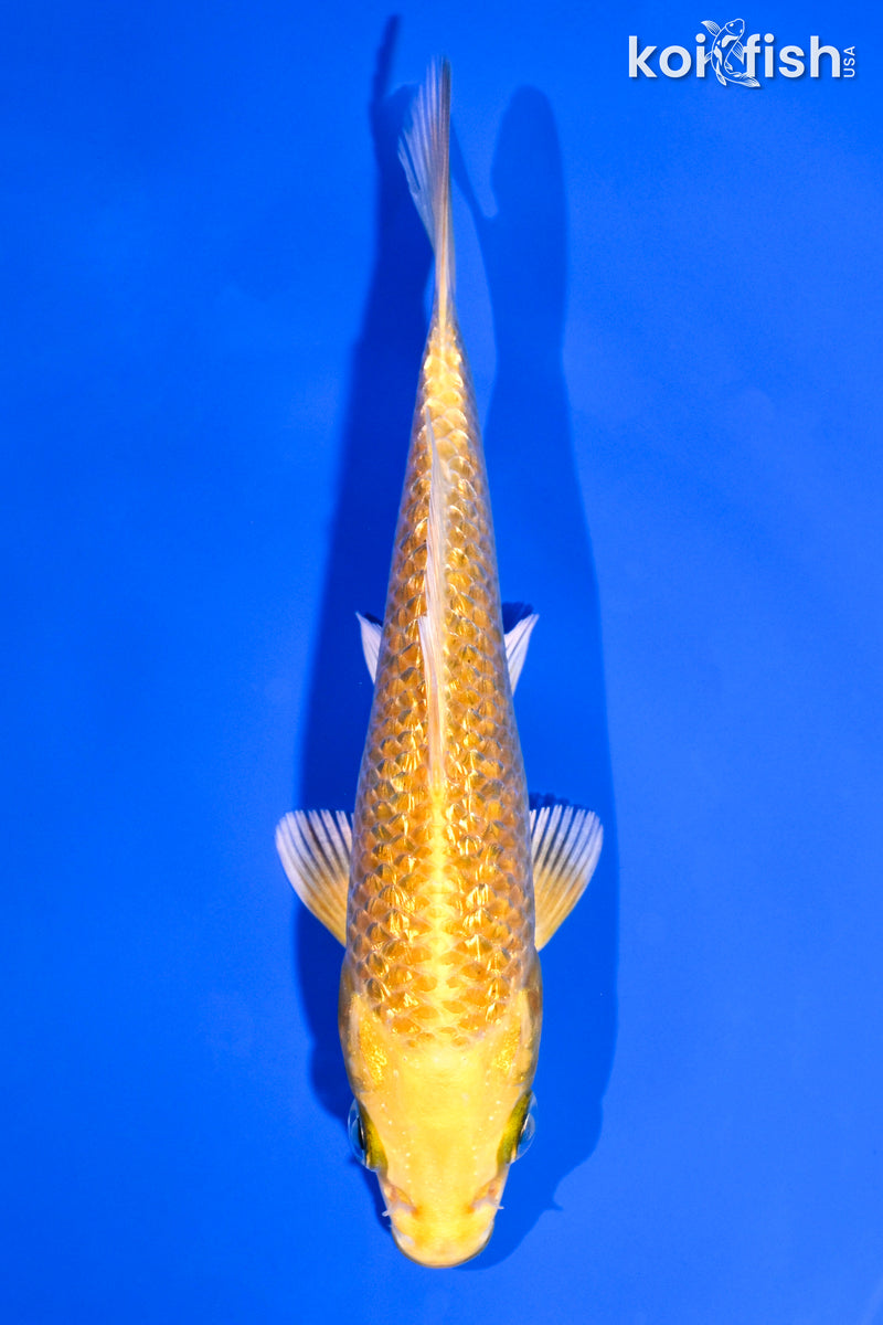 5.25" GINRIN YAMABUKI OGON