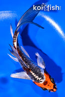 5.5" BENI KIKOKURYU BUTTERFLY