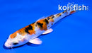 4" YAMATO NISHIKI