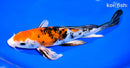 9.5" YAMATO NISHIKI BUTTERLFY