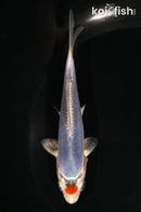 4.5" TANCHO BENI KIKOKURYU