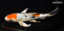 8" YAMATO NISHIKI BUTTERFLY