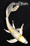 7.75" GINRIN KUJAKU BUTTERFLY