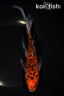 8.5" SHUBUNKIN GOLDFISH