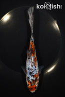 7.25" SHUBUNKIN GOLDFISH