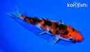 5.75" SANKE