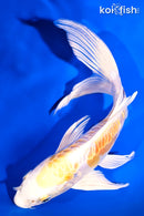 8.25" ARAGOKE LEMON HARIWAKE BUTTERFLY