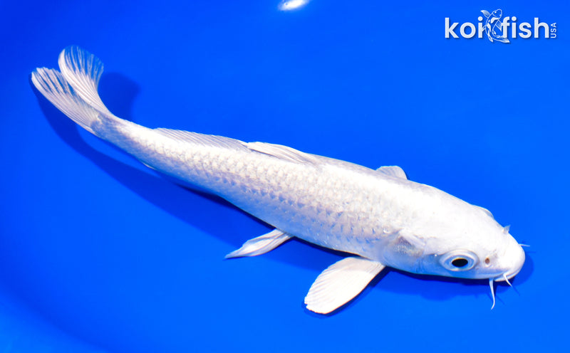 7.75" GINRIN PLATINUM OGON