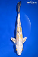 9.75" YAMATO NISHIKI