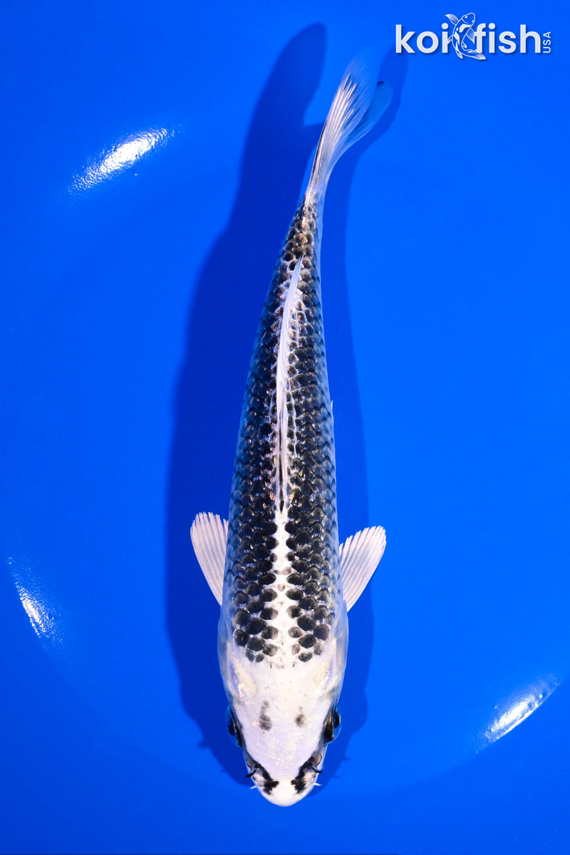 6.75" GIN MATSUBA