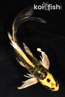 8.5" ARAGOKE KIN KIKOKURYU BUTTERFLY