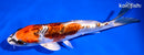 6.75" ARAGOKE BENI KIKOKURYU