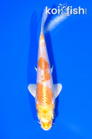 5.75" LEMON HARIWAKE