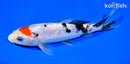 7.5" GINRIN TANCHO SANKE