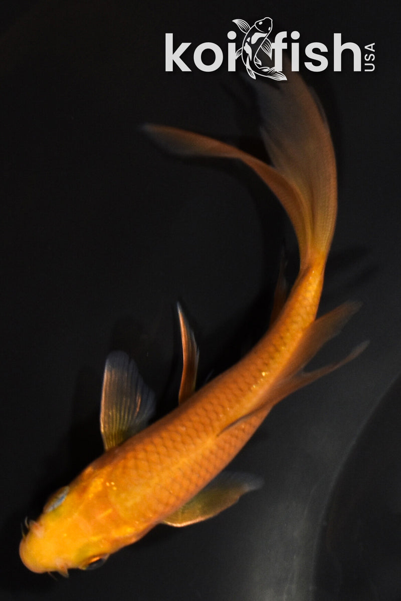 5" CHAGOI BUTTERFLY