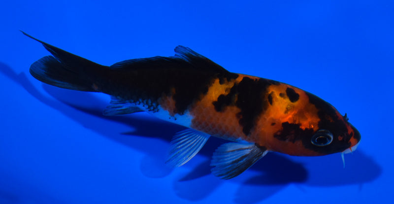 4.75" HI SHOWA