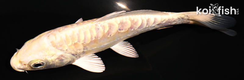 5" ARAGOKE YAMABUKI OGON
