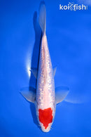 9.5" GINRIN TANCHO KOHAKU