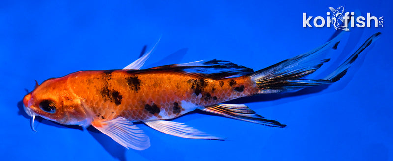 6" YAMATO NISHIKI BUTTERFLY