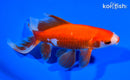 6.75" WATONAI GOLDFISH