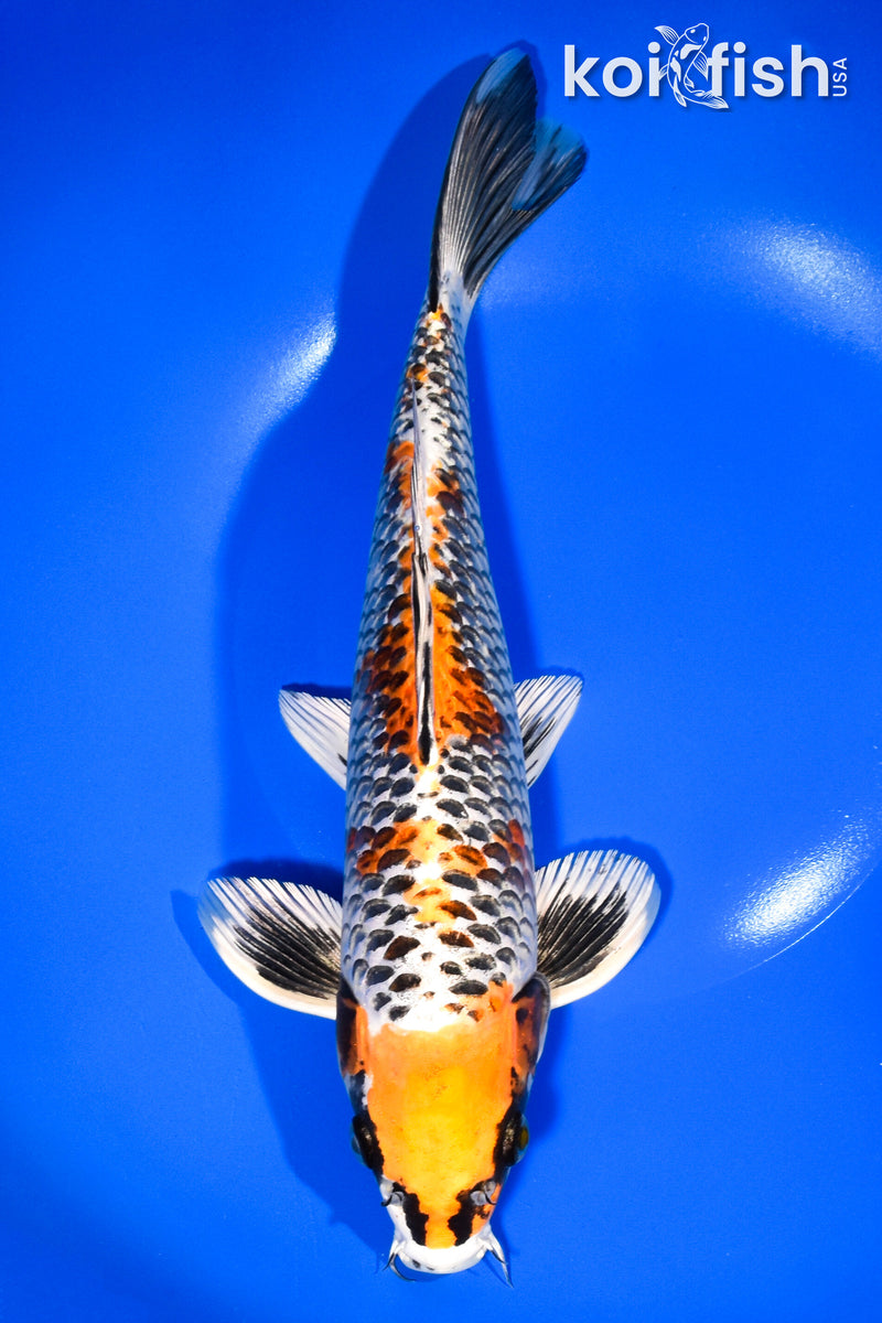 11" KUJAKU