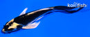 5" KABUTO BUTTERFLY
