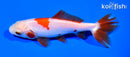 4.75" WAKIN GOLDFISH